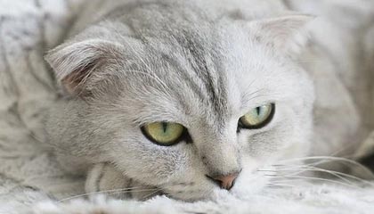 JIU YOU GAME-足球电子竞技联赛启动线上选拔通道，足协举办电竞足球队选拔