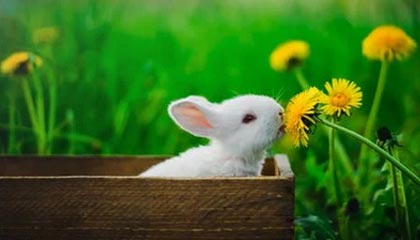 九游体育官网入口-比赛策略揭秘：得分高手的战术布局，球赛战术